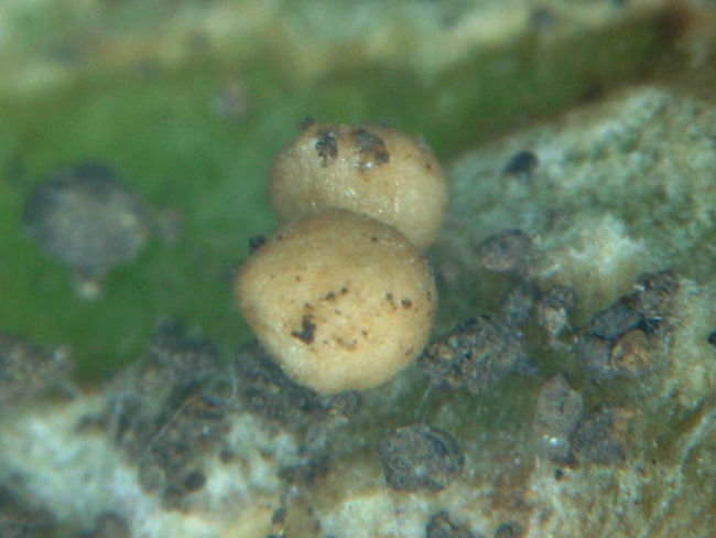白絹病の菌核 直径0.8mm