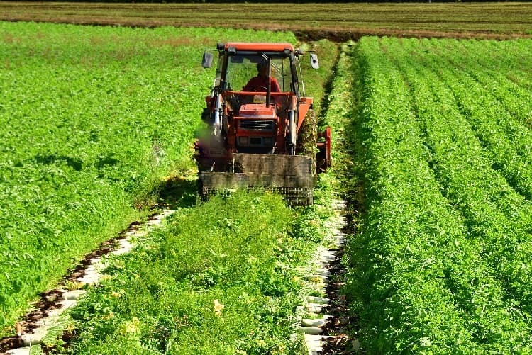 大根農家が大規模経営で成功するには? 耕作放棄地の活用による規模拡大と省力化