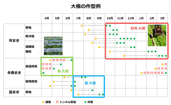 大根の作型と「春大根」「夏大根」「秋冬大根」の関係