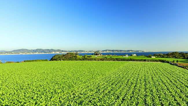 三浦半島の大根ほ場
