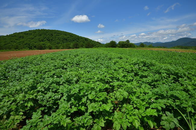 福島県 ジャガイモ(馬鈴薯)ほ場