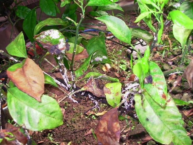 柑橘類 ヤノネカイガラムシが寄生した枝・葉