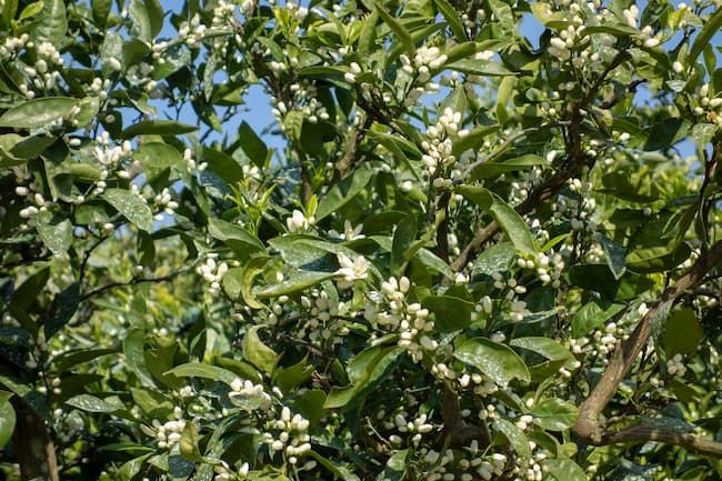 みかん 開花期 農薬の散布直後