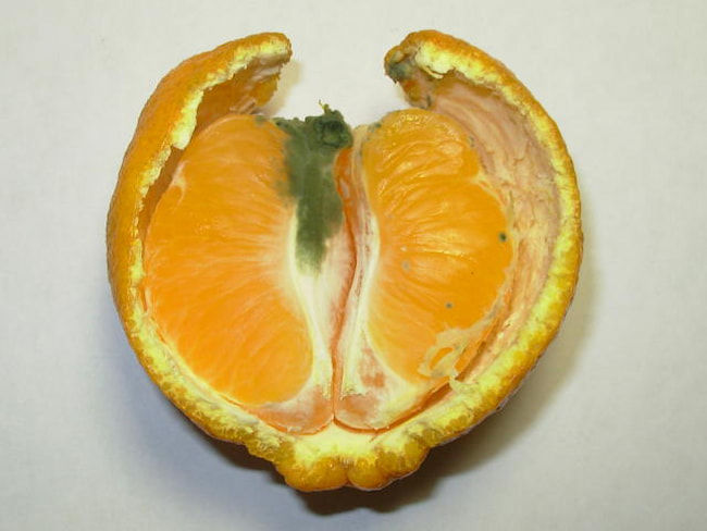 みかん果実 灰色かび病の発病部