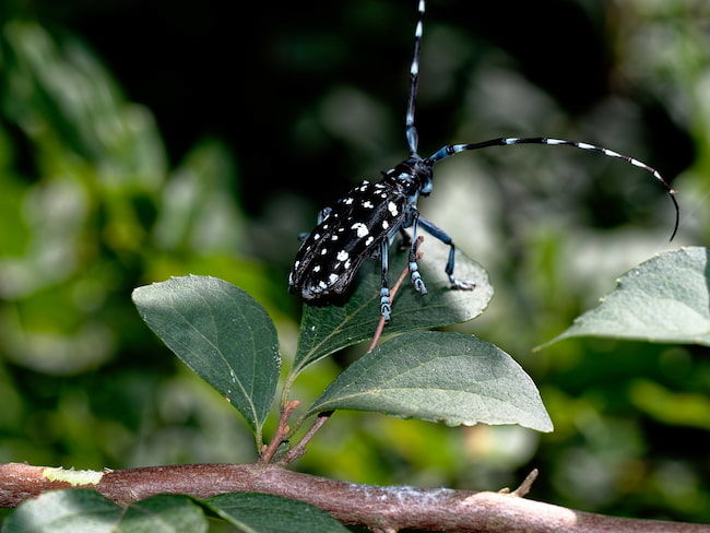 ゴマダラカミキリ 成虫