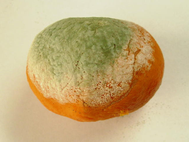 みかん 緑かび病の発病果