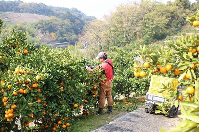 みかんの収獲作業