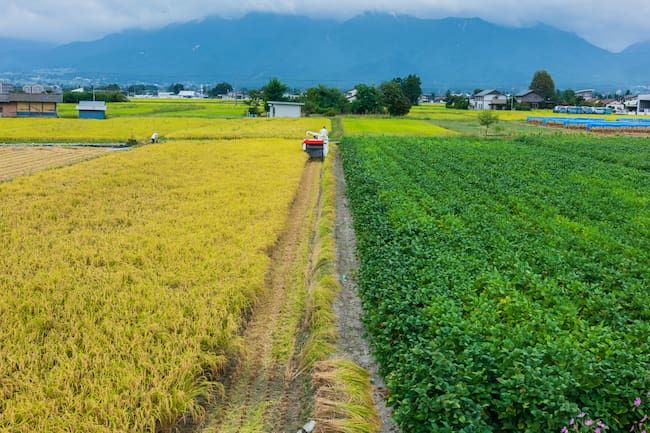 田畑輪換 水稲の収穫期、大豆の生育期