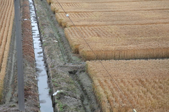 田畑輪換 小麦 用水路