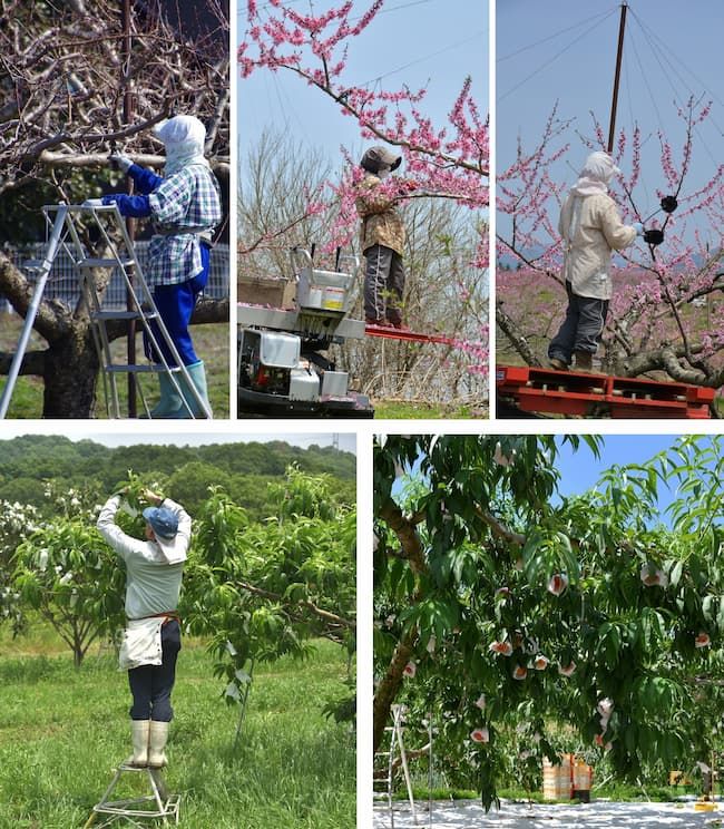 桃の剪定のあとにはすぐに摘蕾が始まり、その後、摘花、人工授粉、袋掛け、収穫と作業が続く
