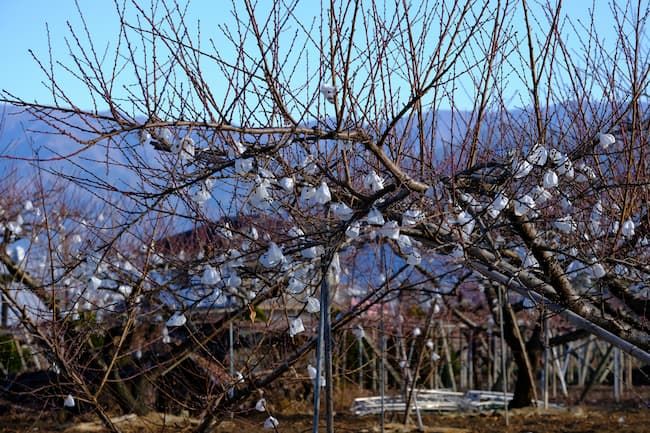冬季の桃園地 収穫後の袋だけが残っている