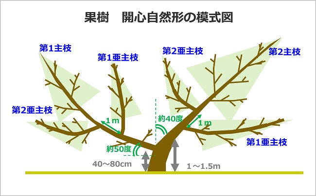 果樹 開心自然形の模式図