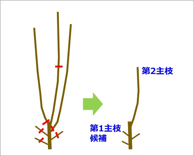 桃 植栽後1年目の整枝・剪定イメージ