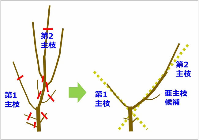 桃 植栽後2年目の整枝・剪定イメージ