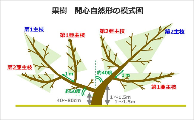 果樹 開心自然形の模式図