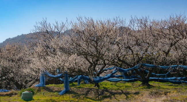 和歌山県 開花期の南高梅の園地