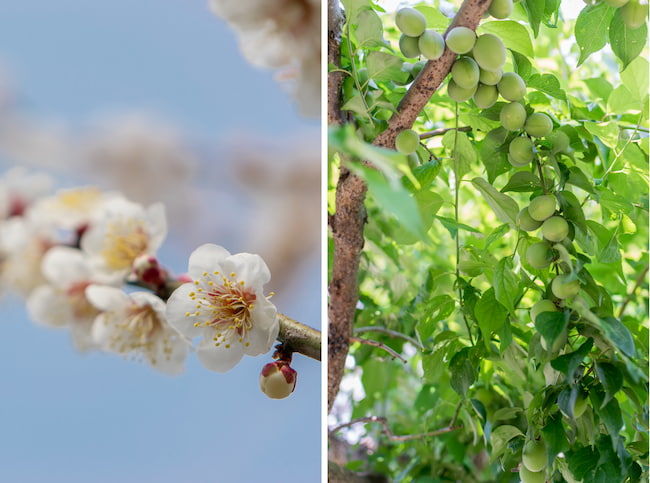 梅「南高」の花と実