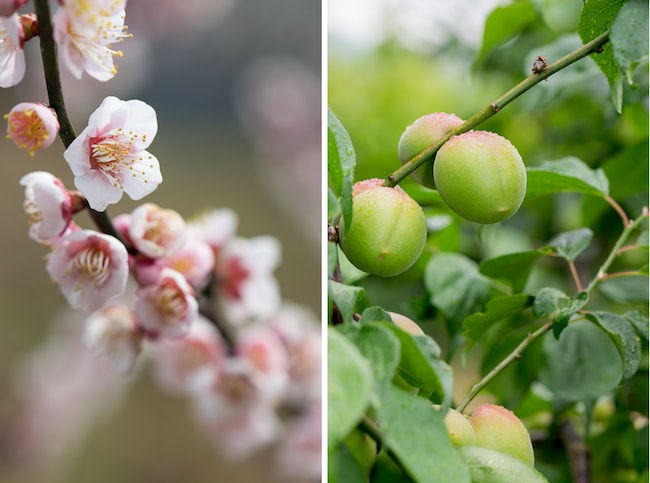 梅「鶯宿」の花と実