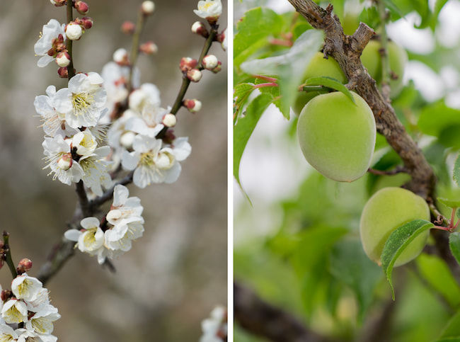 梅「白加賀」の花と実