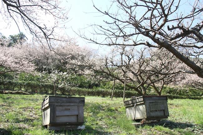 梅の園地に設置された巣箱