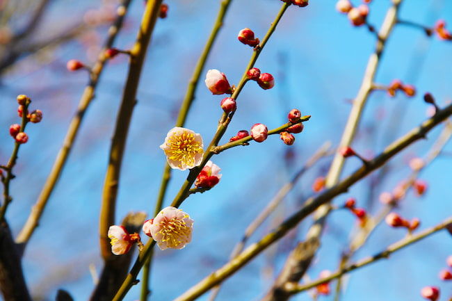 花粉が多い「花香実」