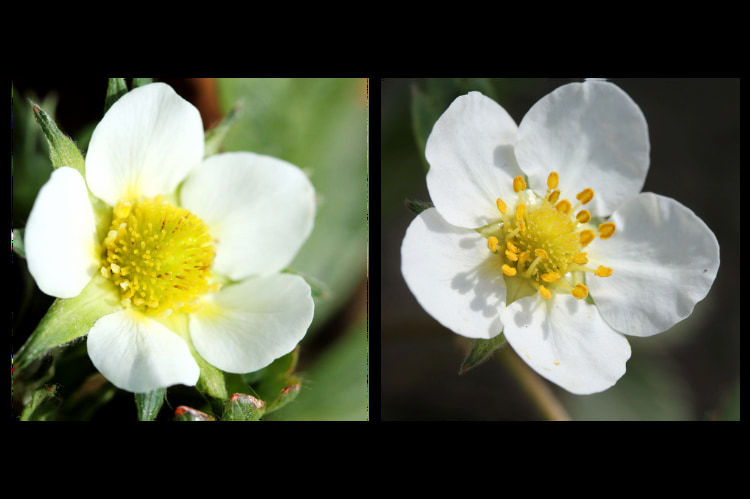 イチゴの花は雌しべが先に成熟し、そのあとに雄しべが成熟する