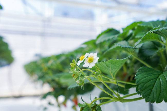 ハウス栽培のイチゴ 開花期