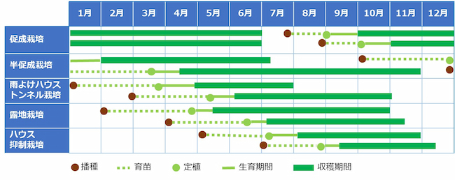 ピーマンの基本的な作型・栽培暦