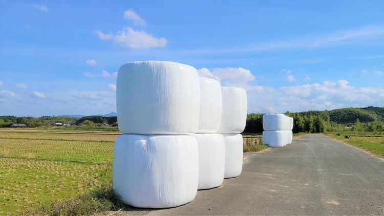 水田活用　WCS用米　出荷