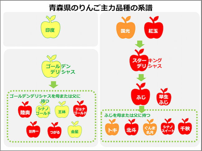 青森県のりんご主力品種の系譜