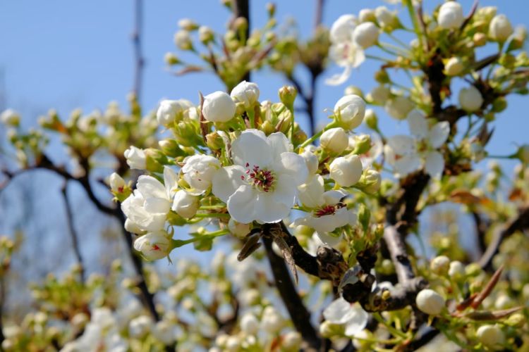 梨の蕾、開花直前