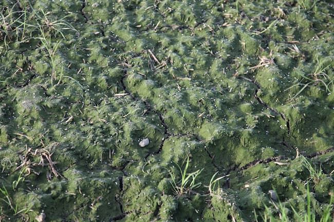 肥料散布後、代かき前の水田