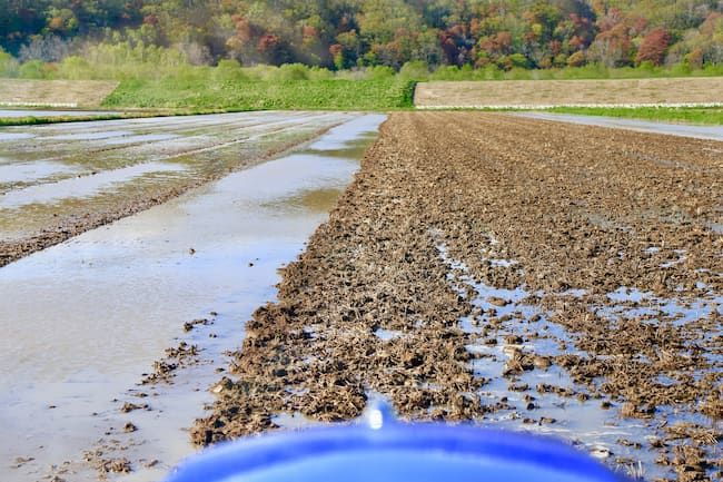 代かき前の水田 土が8割、水が2割程に見える程度に水を入れる