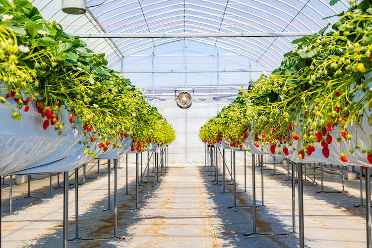 イチゴの収量をアップするには？ 反収の目安と栽培のコツ【生産者向け】