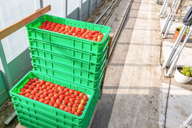 収量性が高いのは? 反収の多いイチゴ品種の例