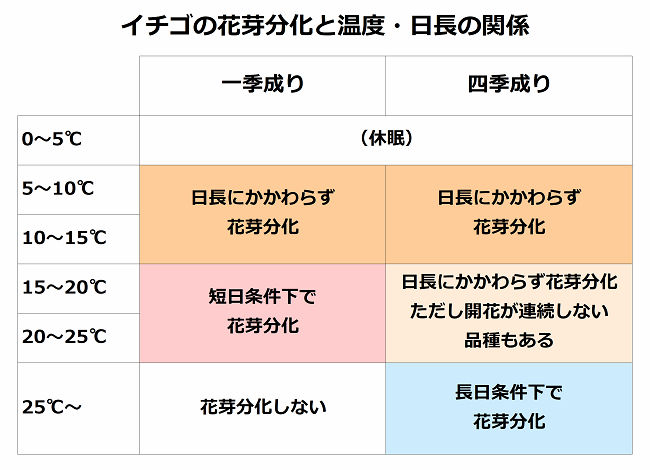 イチゴの花芽分化と温度・日長の関係
