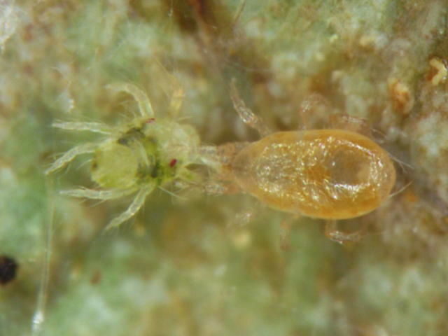 ナミハダニを捕食するミヤコカブリダニ成虫