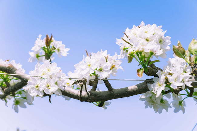 梨 花 花そう