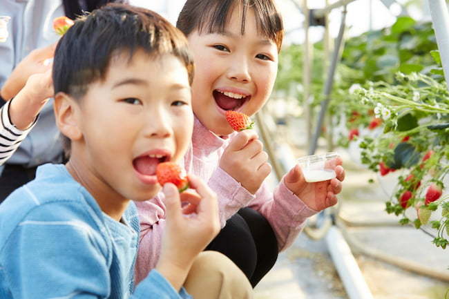 イチゴ栽培 消費者 子供