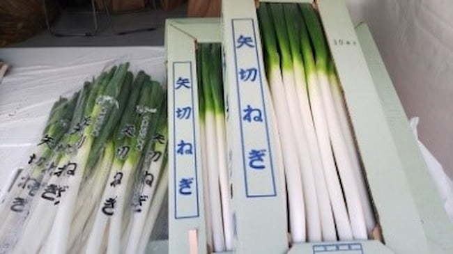矢切ネギ