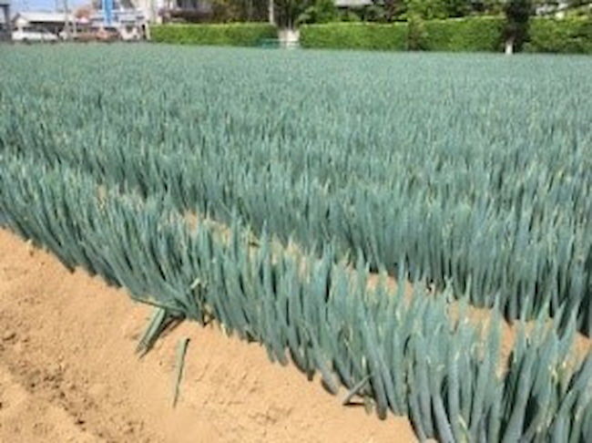 「矢切の渡し」でも知られる松戸市矢切地区では、名産の「矢切ねぎ」が栽培されている