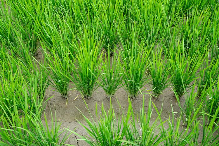 水稲の中干しを効果的に行う!管理ポイントを徹底解説