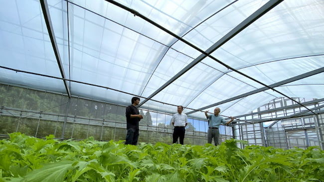 住友金属鉱山の近赤外線吸収材料「CWO®」を使って開発された遮熱資材「青天張」。軟弱野菜での導入事例