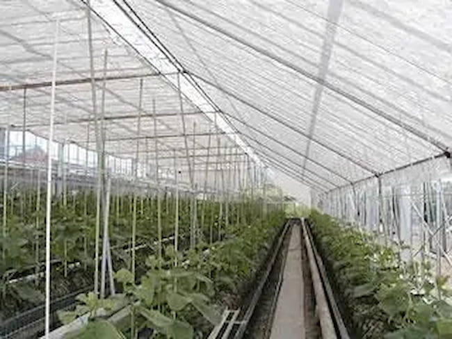 農業用遮熱ネット 丸和バイオケミカル株式会社