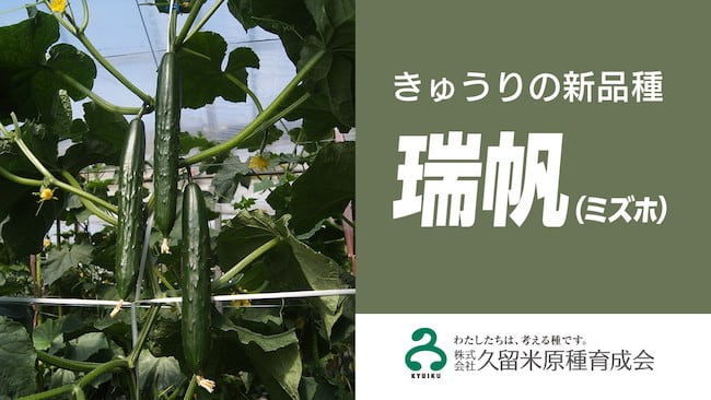 うどんこ病、褐斑病、べと病に強い複合耐病性品種「瑞帆（ミズホ）」
