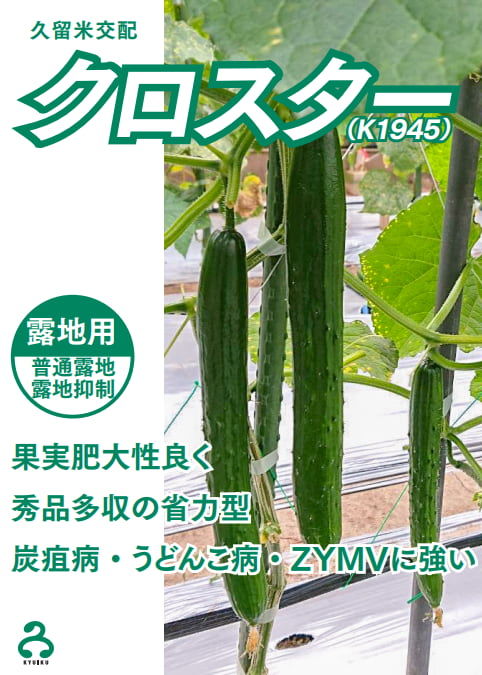 露地抑制栽培に適応した「クロスター」