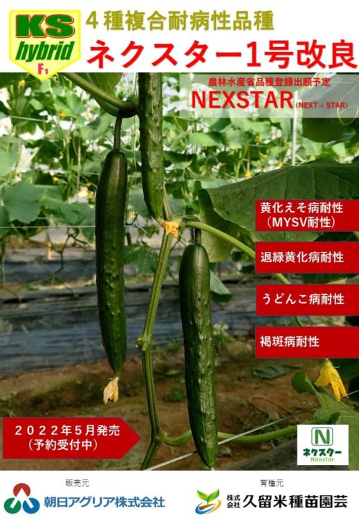 4種複合耐病性品種「ネクスター1号改良」