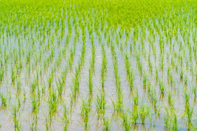 水稲 雑草のない水田
