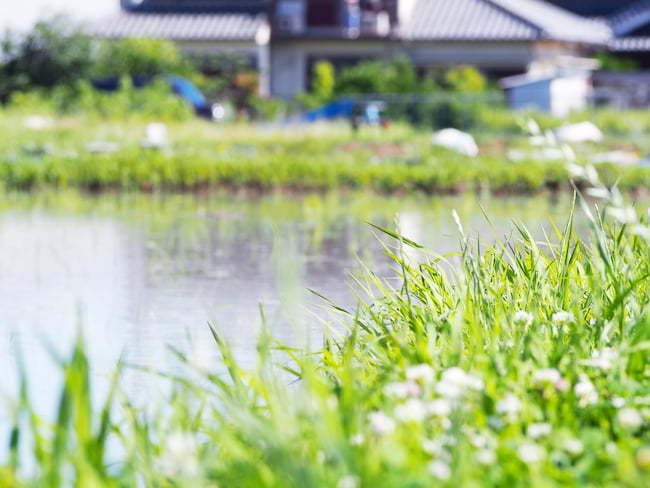 水田 畦 雑草 風景