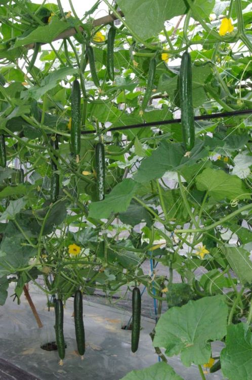 高い収量性と安定した果形「なついろ」